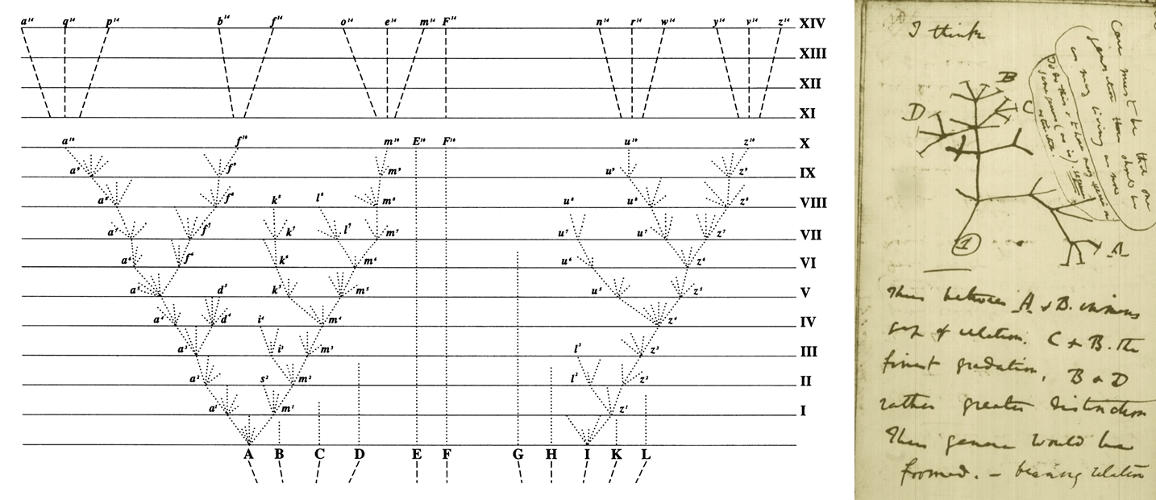 Doodling of the Tree of life by Charles Darwin in his On the origin of species.